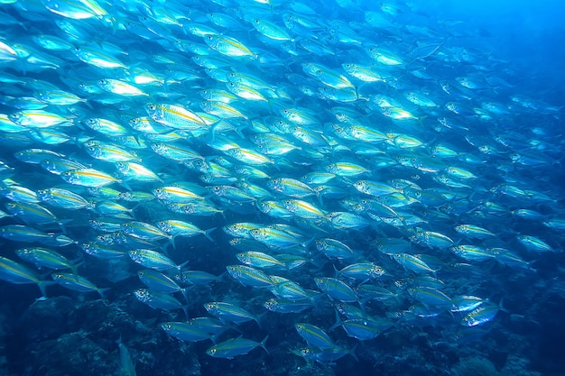 scad jamb under water / sea ecosystem, large school of fish on a blue background, abstract fish alive