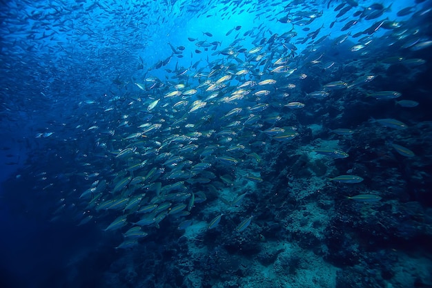 scad jamb under water / sea ecosystem, large school of fish on a blue background, abstract fish alive