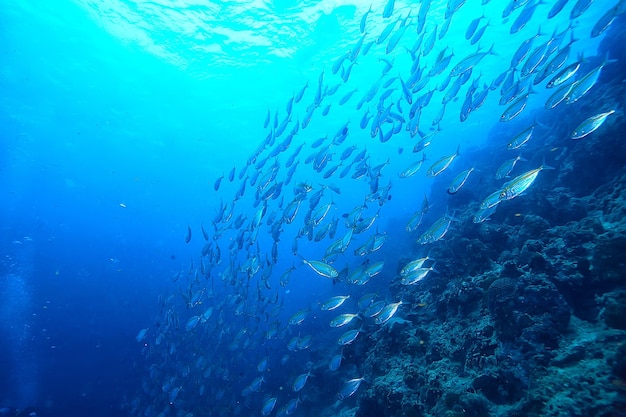 scad jamb under water / sea ecosystem, large school of fish on a blue background, abstract fish alive