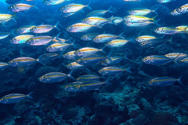 scad jamb under water / sea ecosystem, large school of fish on a blue background, abstract fish alive