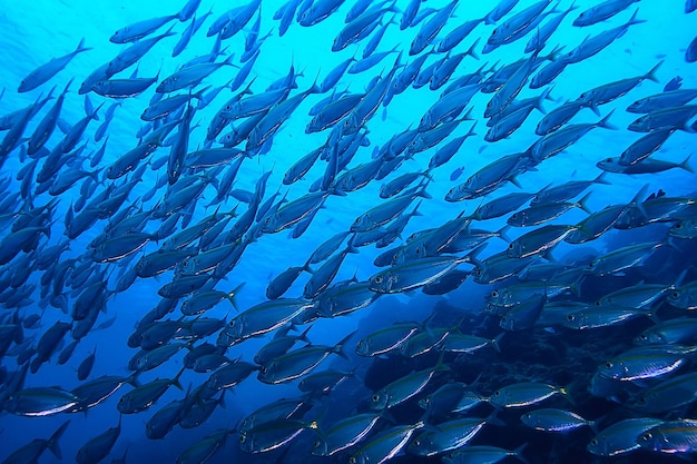 scad jamb under water / sea ecosystem, large school of fish on a blue background, abstract fish alive