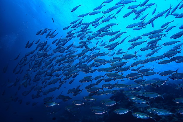 scad jamb under water / sea ecosystem, large school of fish on a blue background, abstract fish alive