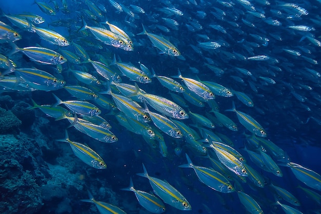 scad jamb under water / sea ecosystem, large school of fish on a blue background, abstract fish alive