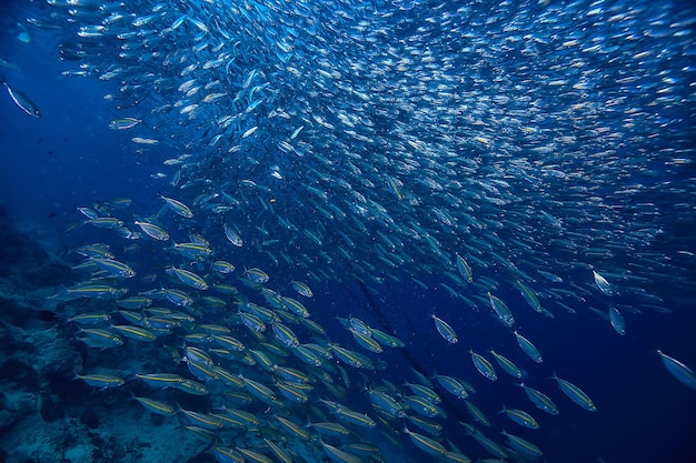 scad jamb under water / sea ecosystem, large school of fish on a blue background, abstract fish alive