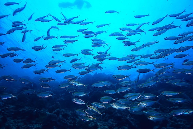 scad jamb under water / sea ecosystem, large school of fish on a blue background, abstract fish alive