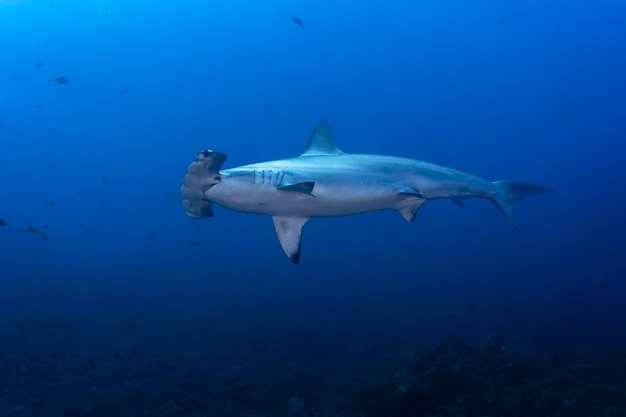 Photo scalloped hammerhead n the blue