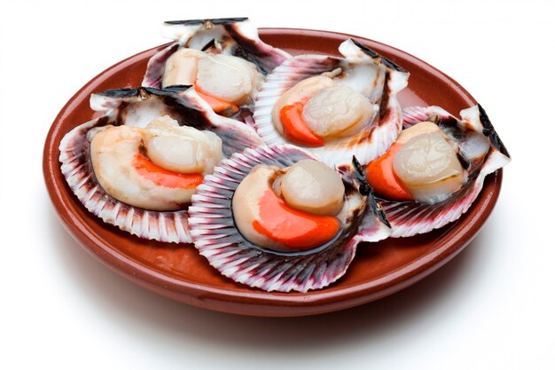 Scallops fresh, raw and clean on clay plate