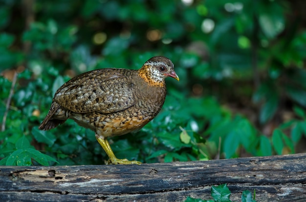 Scaly-breasted partridge in nature