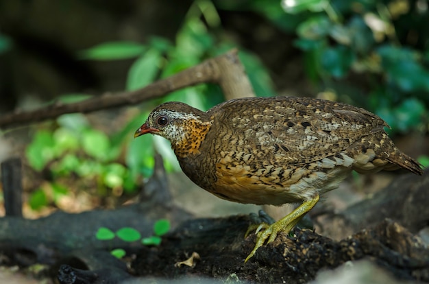 Scaly-breasted partridge in nature