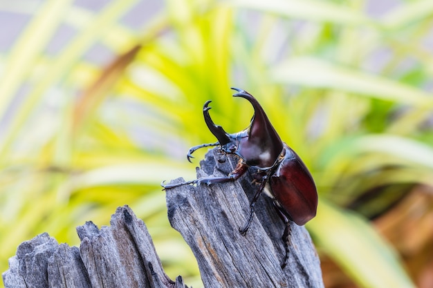 Scarab beetle, Hercules beetle, Rhino beetle, Unicorn beetle, Horn beetle, on the tree.