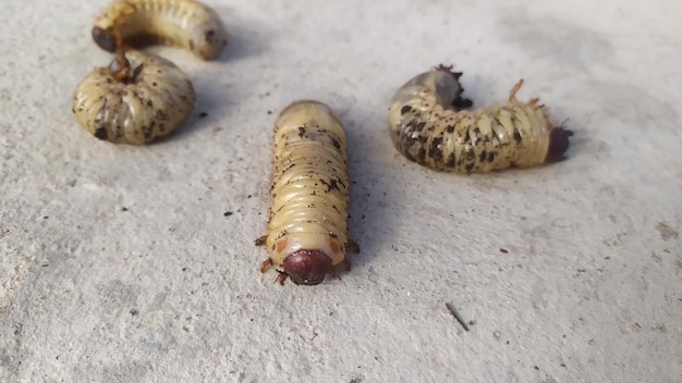 Scarabaeidae or the larva of the May beetle in the amount of several pieces lie on concrete