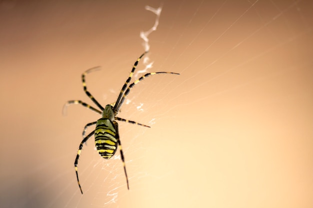 scarce garden spider sits on a web, a big plan