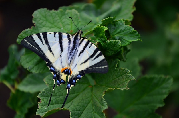 Scarce swallowtail Iphiclides podalirius rare european butterfly is sitting on the bushes of blossoming raspberries