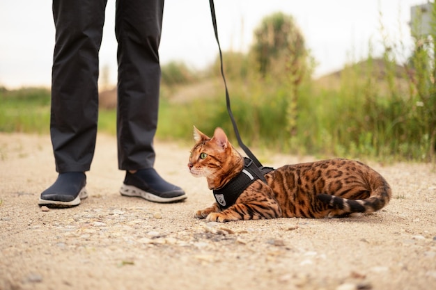 Scared beautiful bengal cat with green eyes outdoors lying on groundunrecognizable man walking with