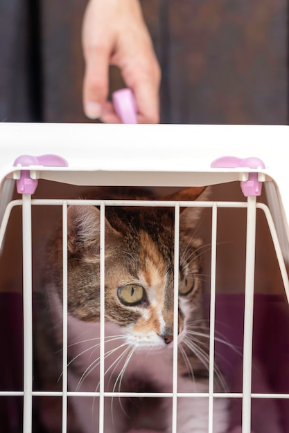 Scared cat looking outside of an animal cage or carrier in the way to the vet