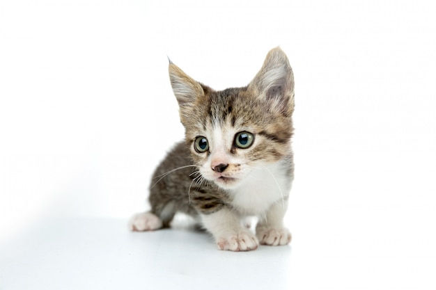 scared kitty in white  isolated