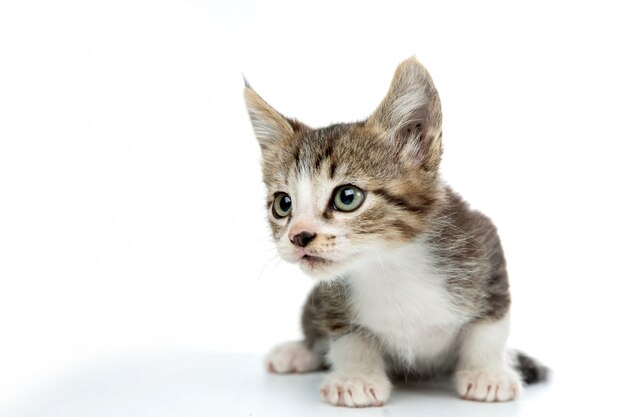 scared kitty in white  isolated