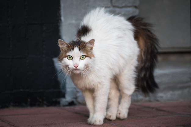 Scared stray cat with arched back and hair standing out