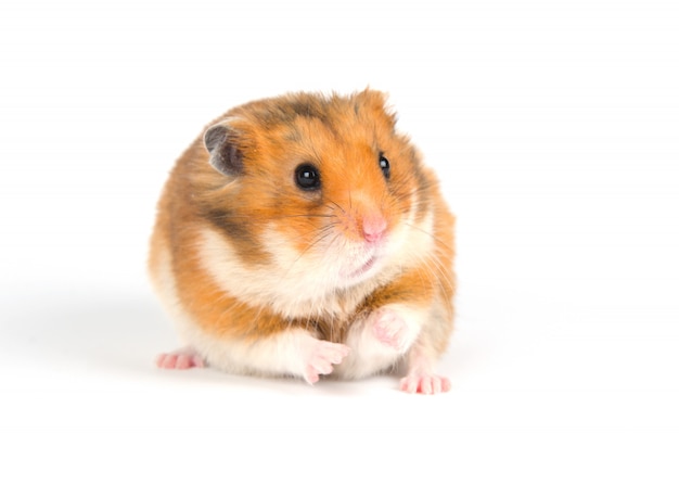 Scared Syrian hamster on a white background