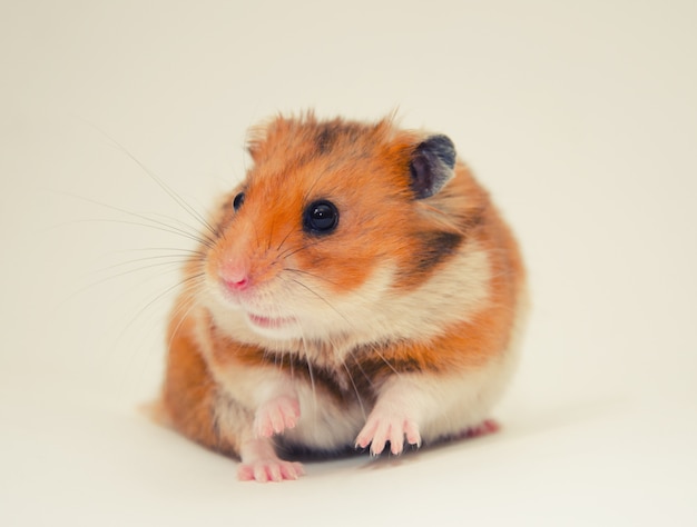 Scared Syrian hamster with a funny expression