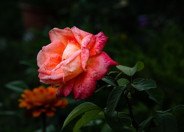 Scarlet beautiful rose in the garden on a summer day after the rain.