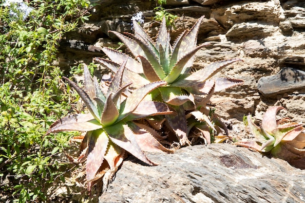 Scarlet flower medicinal plant Aloe bushes in the wild