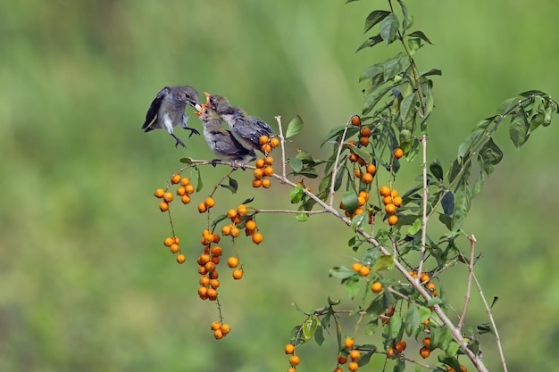 Scarlet-Headed Flowerpecker bird feed their young on branch,  Dicaeum trochileum bird on branch