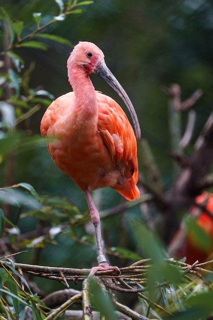 Scarlet ibis