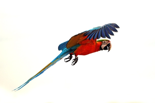 The scarlet macaw Ara macao flying through on sky Big parrots flying in formation on the sky