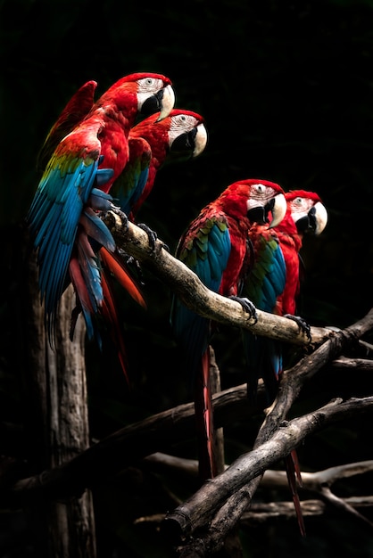 Scarlet macaw  beautiful bird isolated on branch with black background