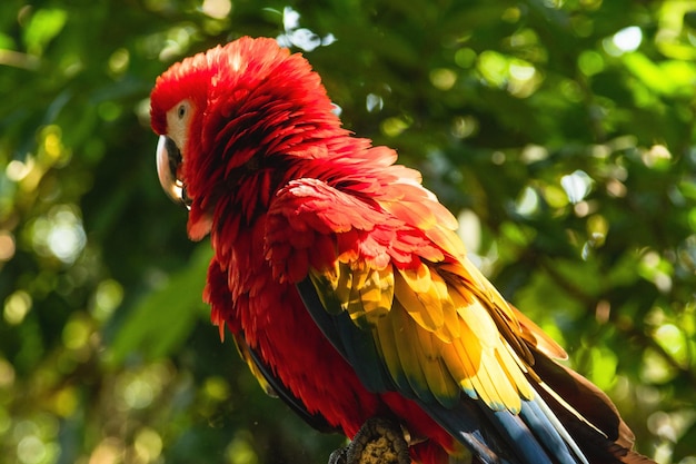 Scarlet macaw parrot sitting on the branch in the wild jungle