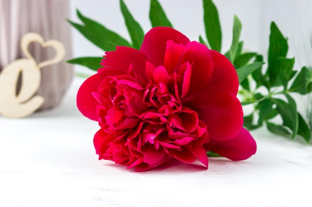 Scarlet peony on a white background Beautiful flower closeup