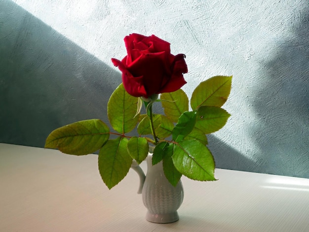 Scarlet or red rose with green leaves in a white ceramic vase on a white table