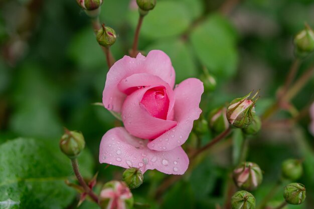 Photo scarlet rosebud in the garden view from above closeup