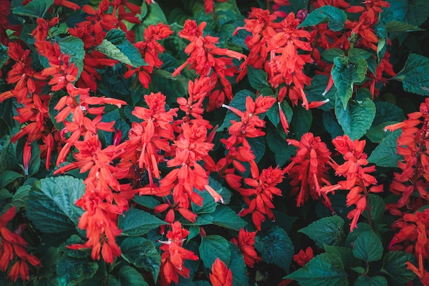 Scarlet sage Salvia splendens Vista Red blooming in the garden bed