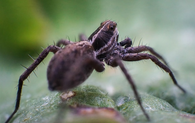 Scary beautiful brown spider, waiting, summer day