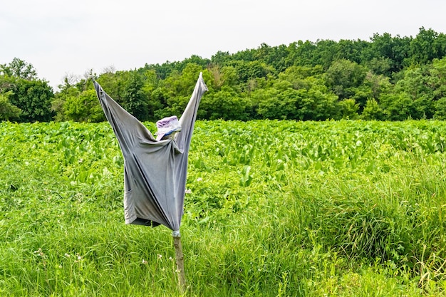 Scary scarecrow in garden discourages hungry birds beautiful landscape consists of scary scarecrow on garden land clear light sky over big forest scary scarecrow in garden to protect large crop