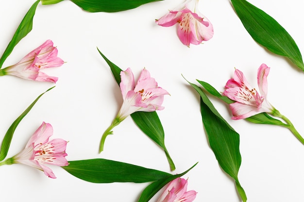 Scattered lily flowers and leaves