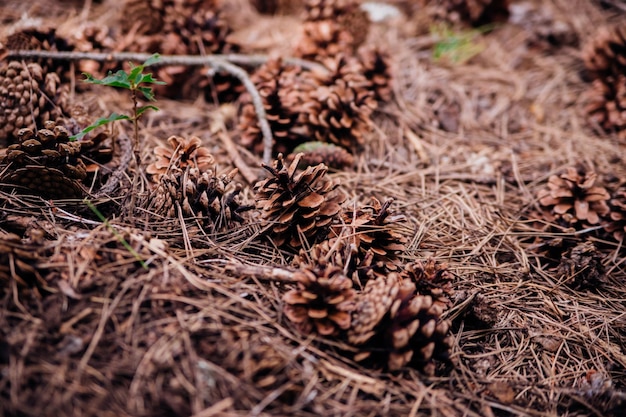 Scattered pine cones on the ground in the forest Blurred background and bokeh Selective focus Beauty is in nature