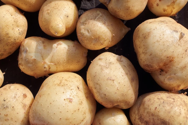 A scattering of pure and large white potatoes A farmer39s natural vegetable