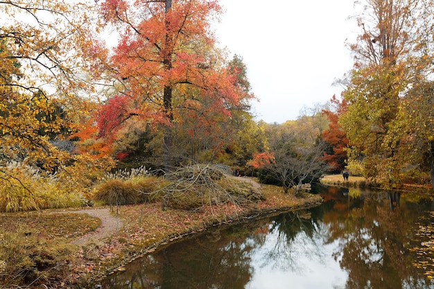 scene Beautiful Autumnal park Beauty nature scene Autumn landscape Trees and Leaves fogg