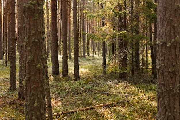 Scene of beautiful sunset at summer pine forest with trees and grass Landscape