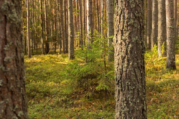 Scene of beautiful sunset at summer pine forest with trees and grass Landscape