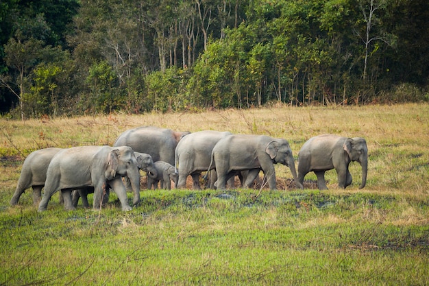 Scene of family of elephants at khao yai national park, Thailand