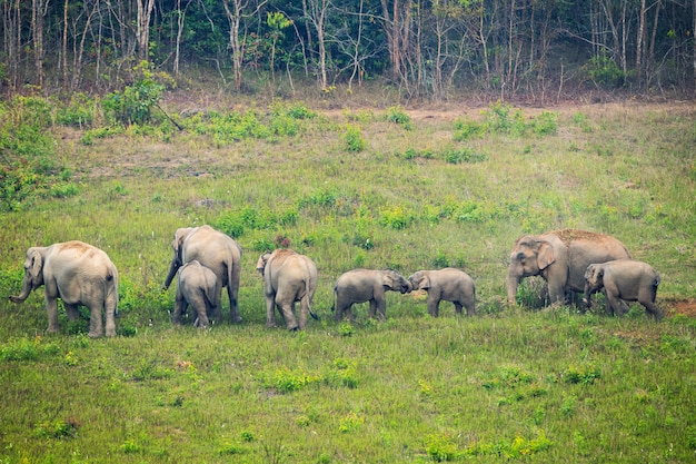 Scene of family of elephants at khao yai national park