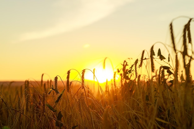 Scene of golden color sunset on the field with rye or wheat