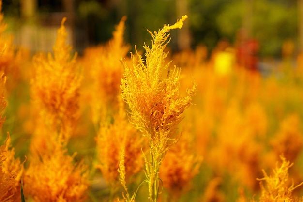 Scene of orange Celosia flower with sunlight and flare on blurred background