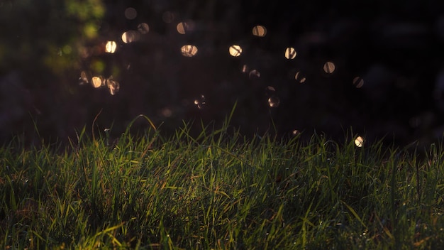 Scene with natural grass in the foreground and unfocused background at sunset