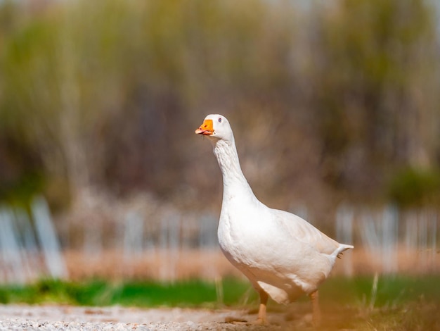 Scene with white wild goose walking in search of food