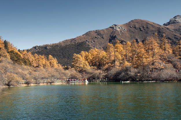 Scenery of Autumn pine forest with holy mountain and emerald lake on plateau at Yading Nature Reserve, China